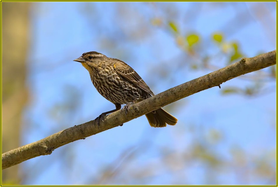 휠라 레인저 22, 정품 구매 완벽 가이드