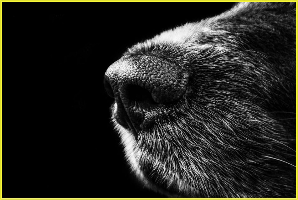 반려동물 털 관리, 드라이룸 렌탈 장단점 완벽 분석