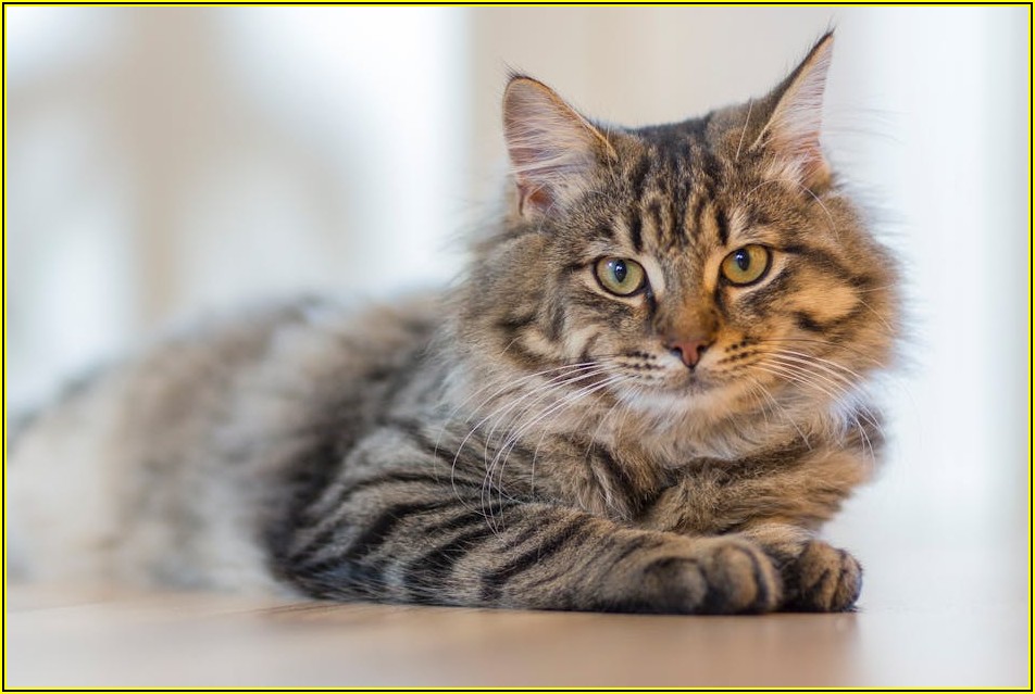 펫 드라이룸 렌탈, 가격비교부터 활용 팁까지