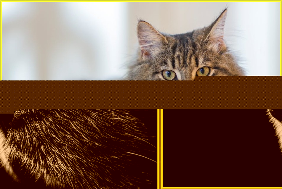 펫 드라이룸 렌탈, 똑똑하게 이용하는 방법