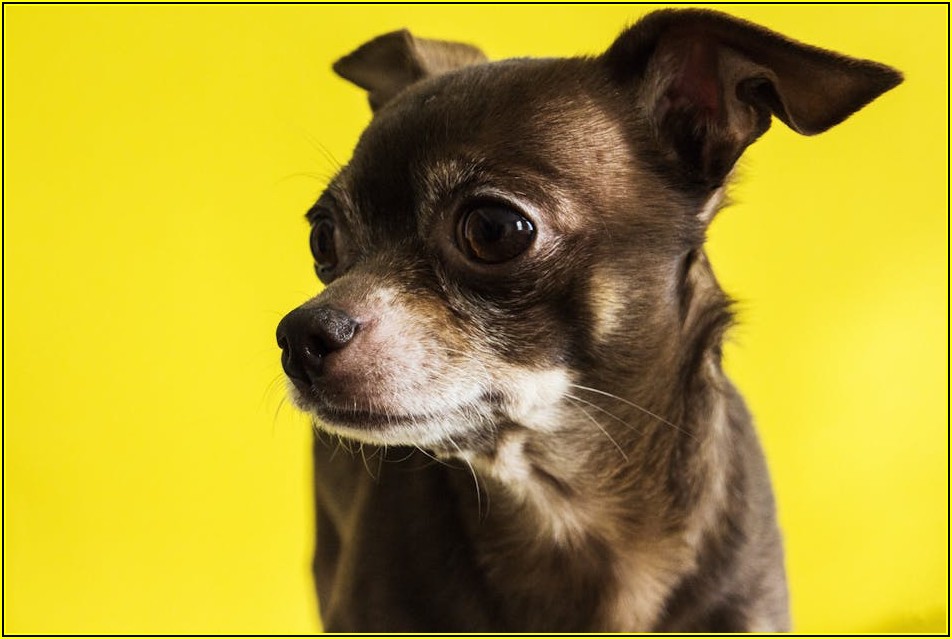 강아지 등록증 정보 변경, 이것만은 꼭 알아두세요