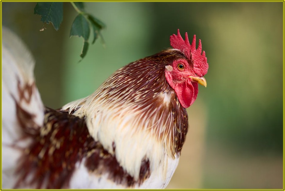 햇살치킨 제대로 즐기기: 배달 주문 가이드 완벽 정리