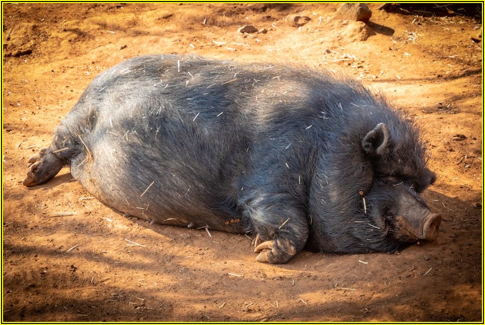 뱃살 빼는 운동기구, 종류별 효과와 장단점 완벽 분석