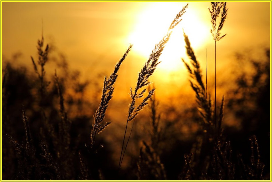 안전한 투자? 금펀드 장단점 심층 분석