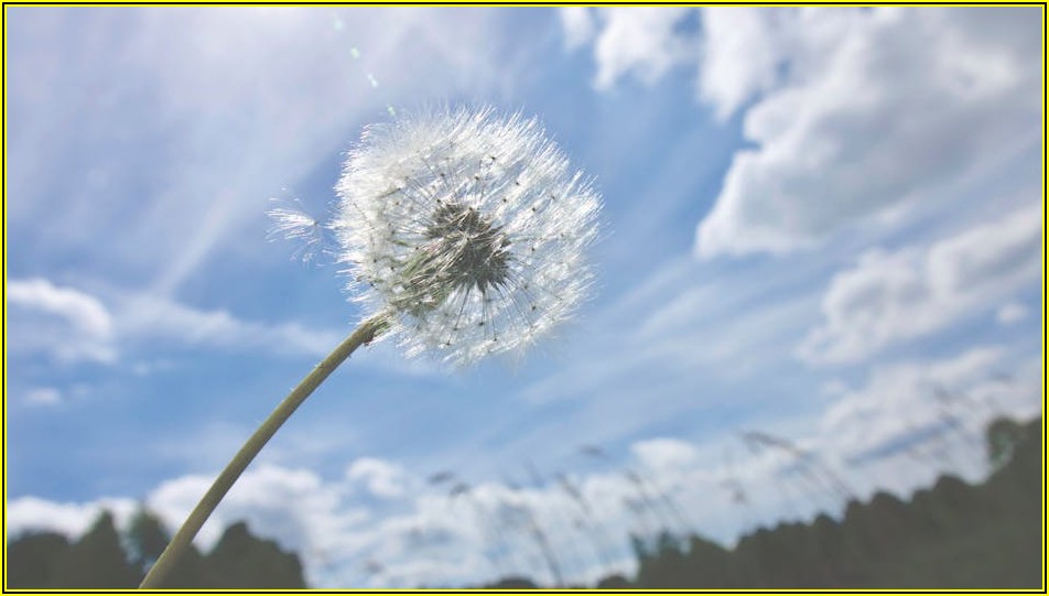 비싼 변호사 선임료, 무료 변호사로 해결하는 방법
