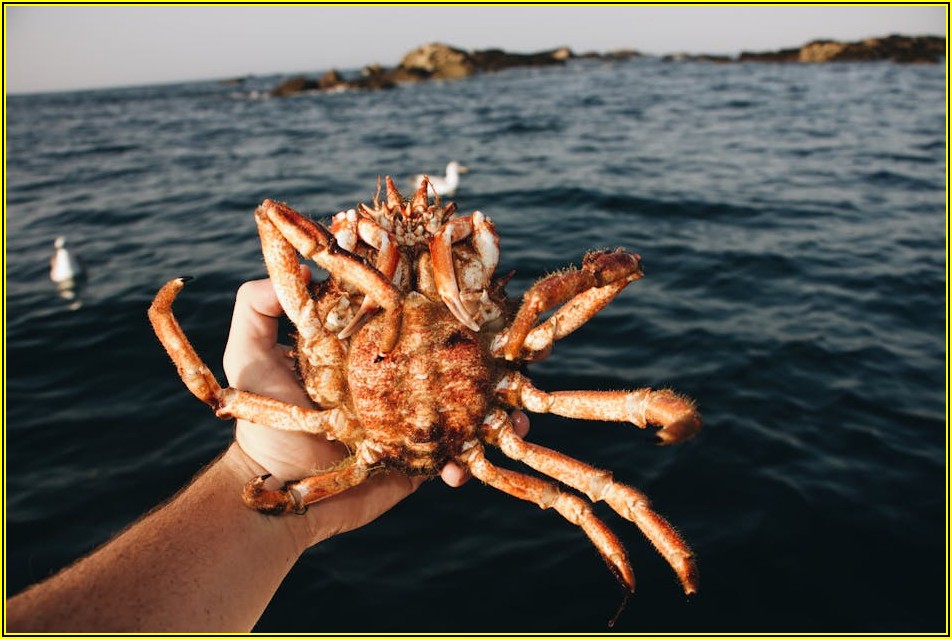 집게다리튀김 성공 열쇠, 신선한 재료 선택과 올바른 보관법