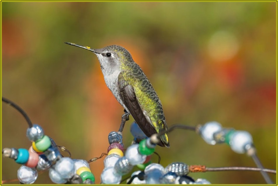 미국 여권 갱신, 사진 규정 놓치면 재발급 불가!