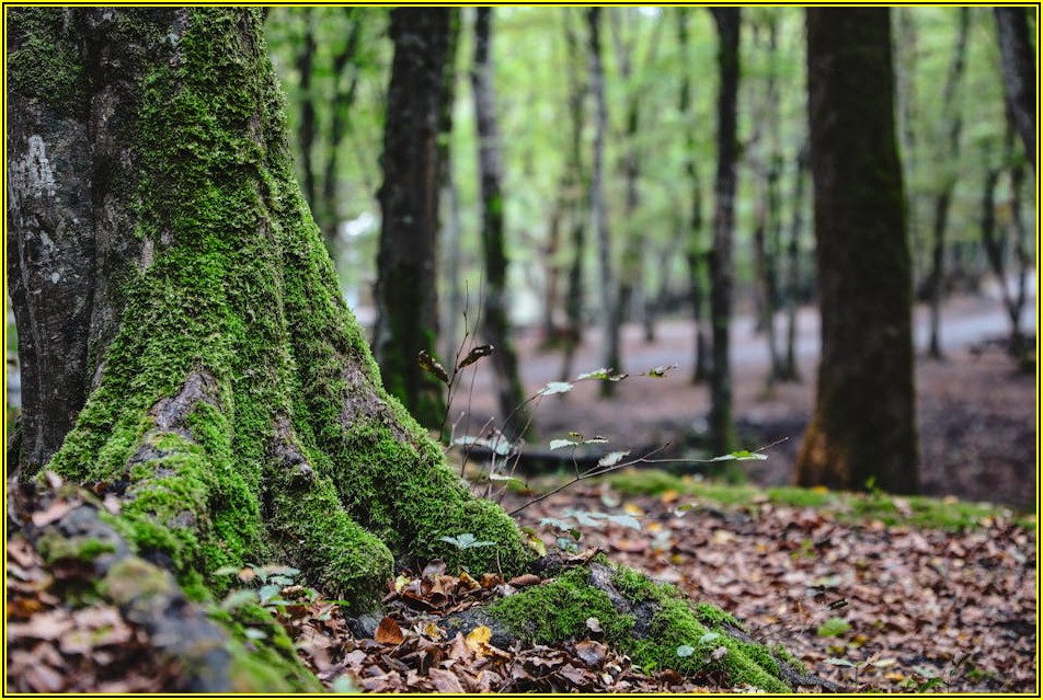 UV 필터, 렌즈 보호 필수템! 사진 품질 향상 비법 대공개