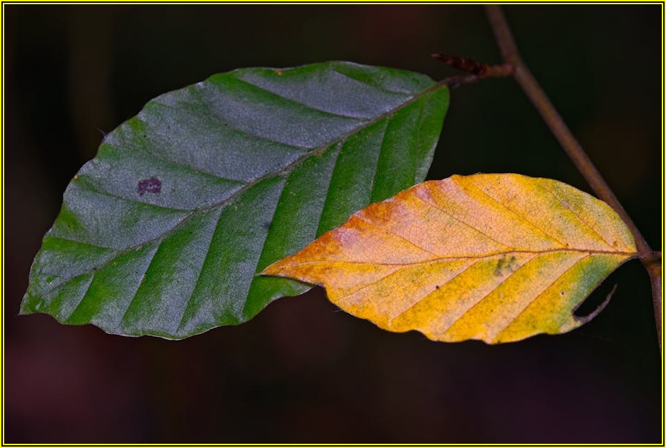 독일에서 커리어 쌓기: 유망 직종별 연봉 및 취업 전략