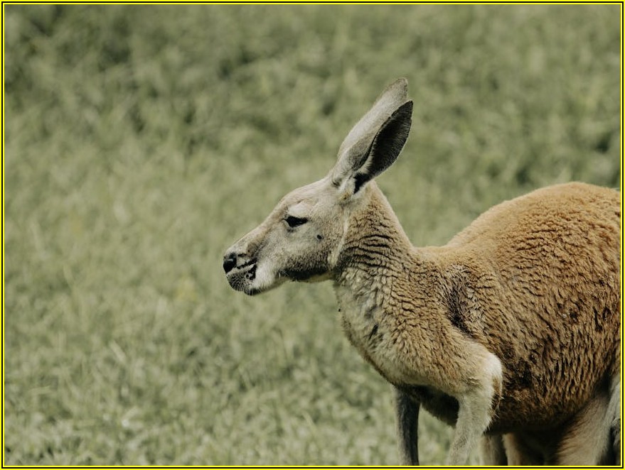 이어폰 파우치, 현명한 선택을 위한 완벽 가이드