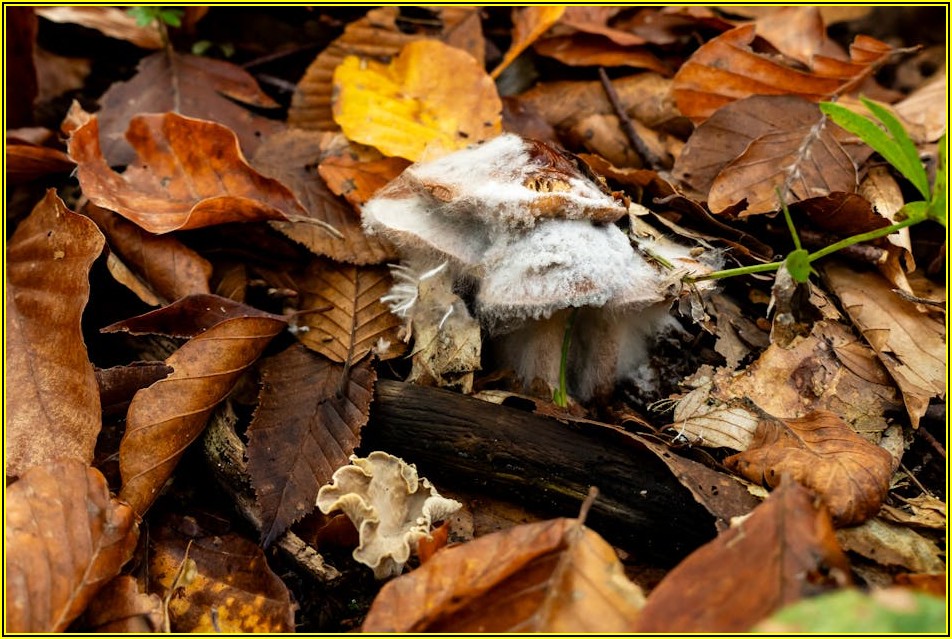 베이킹 마스터의 비밀, 실리콘 틀로 창의성을 더하다