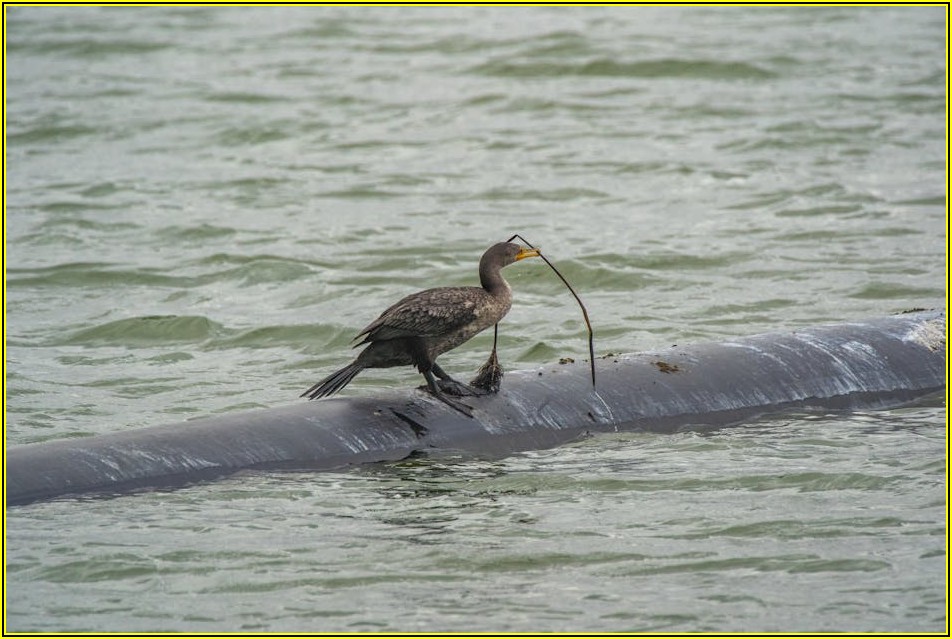 지속 가능한 미래, 친환경 인증 심사원 자격증 취득 절차