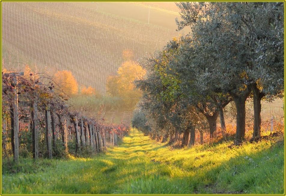 산레모 커피 머신, 최고의 커피 맛 추출 비법 공개