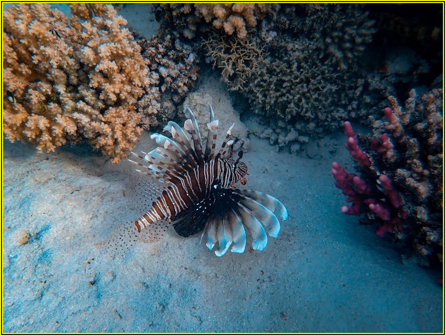 아기의 첫 흔적, 탯줄로 만드는 감동적인 선물