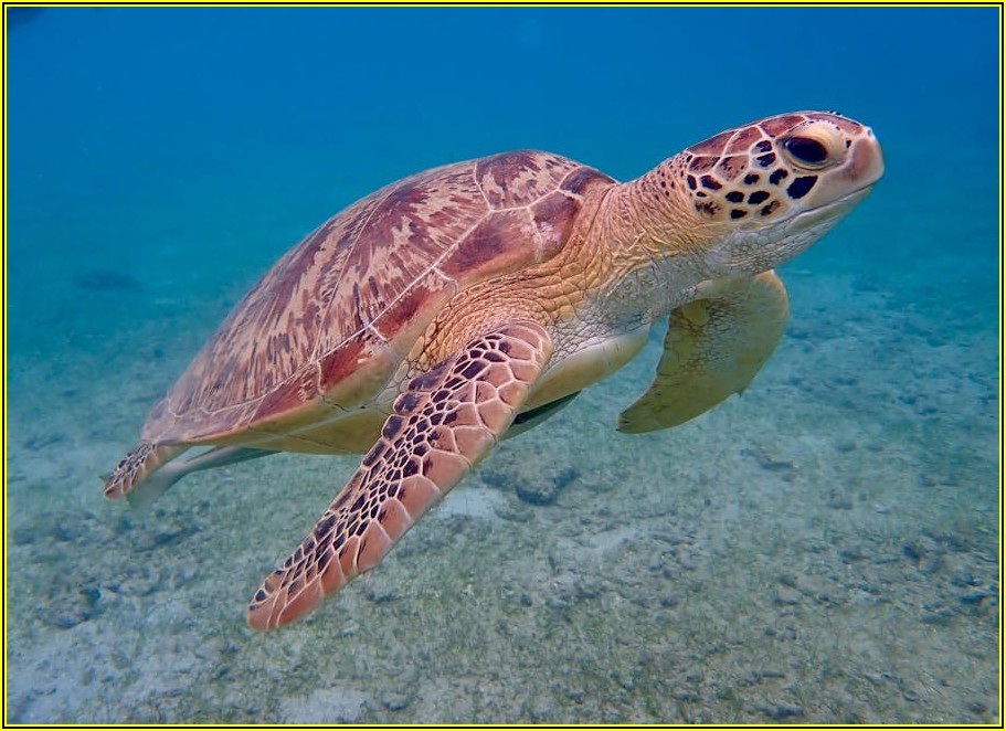 쓰레기 줄이기, 파란 봉투 제대로 활용하기