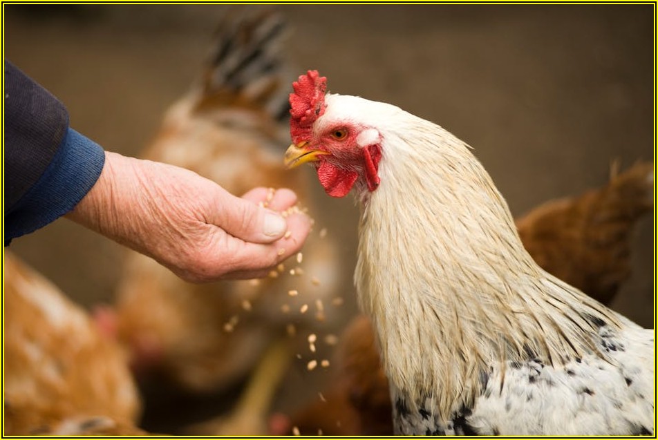 아라치치킨 더 맛있고 싸게 먹는 단골 비법
