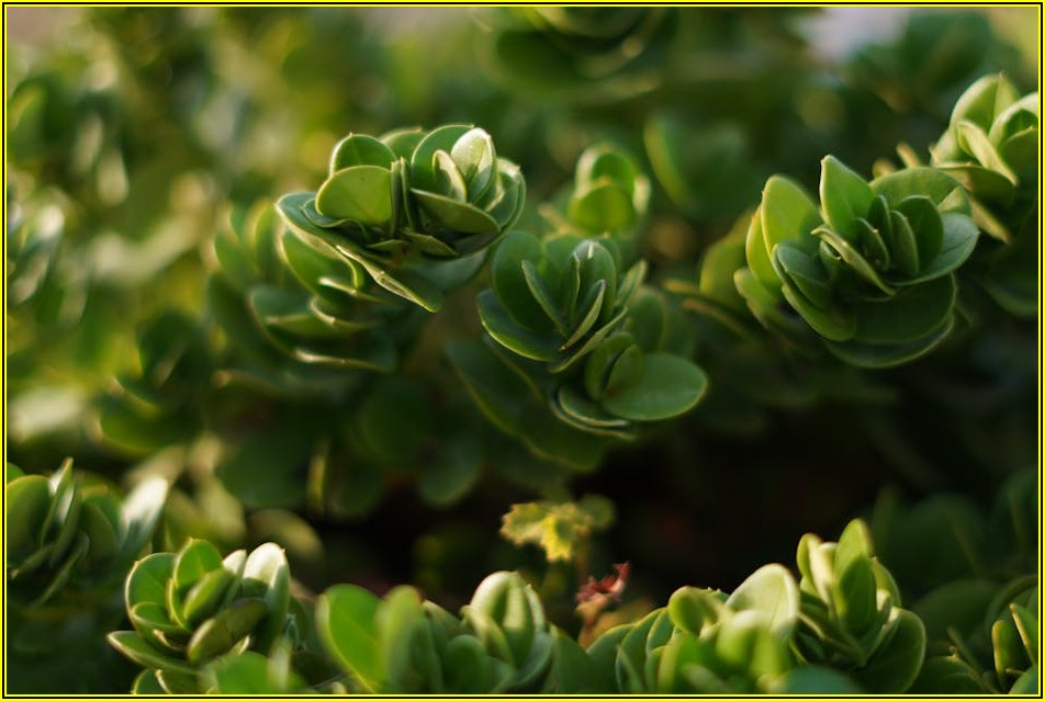 집 안 공기질 관리: 이산화탄소 경보기와 화재 경보기, 왜 함께?