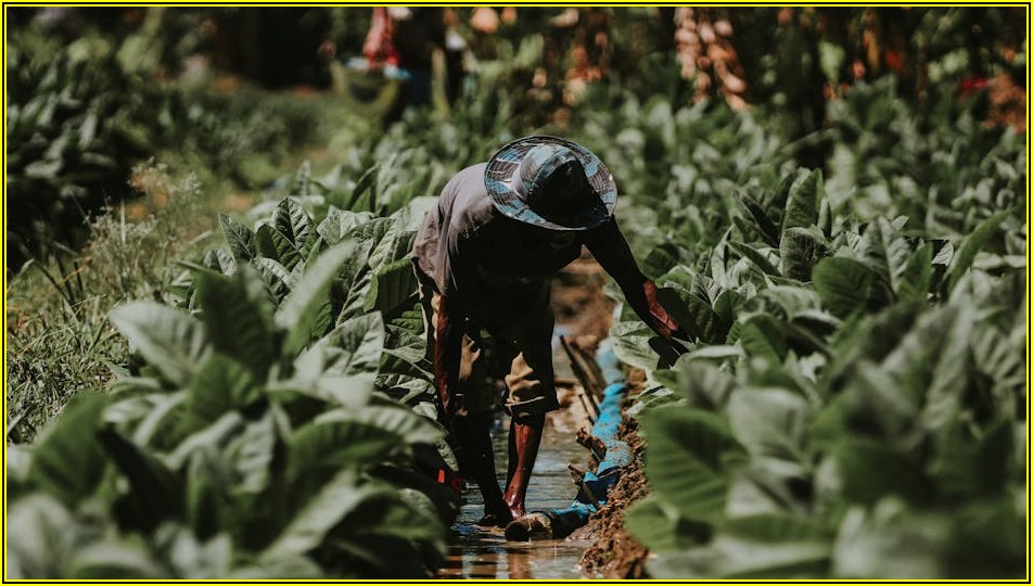 농림지역 토지 활용, 법규와 규정 완벽 이해