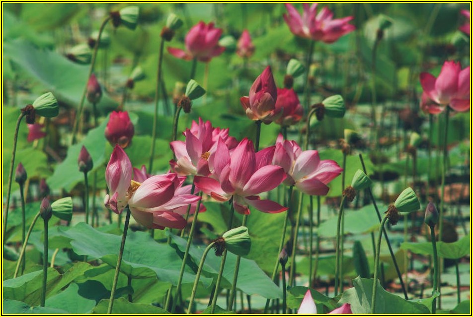 집안 냄새 제거, 천연 탈취제 안전 사용법 A to Z