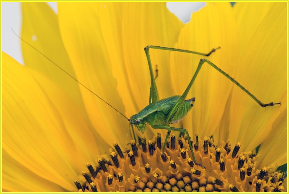 욕실 해바라기 수전, 고장 증상별 셀프 수리 완벽 분석