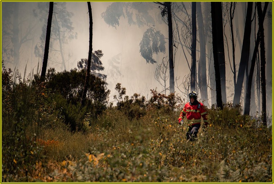 재난 안전 전문가의 모든 것: 자격, 전망, 성공 전략