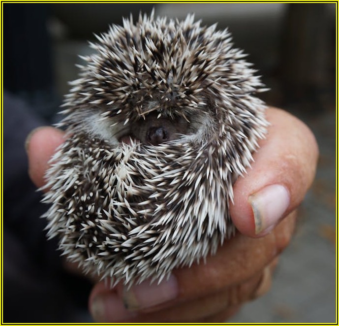 성공적인 소액 심판 청구: 증거와 소장으로 승소 확률 높이기