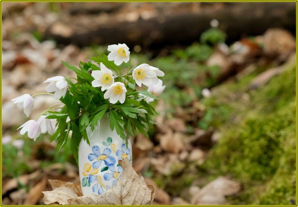 산림관리사 자격증: 취득 정보와 완벽 대비 가이드