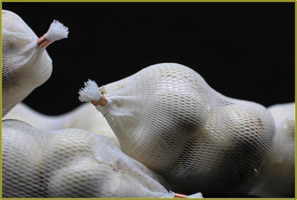 비둘기 위생 관리와 질병 예방, 알아야 할 모든 것
