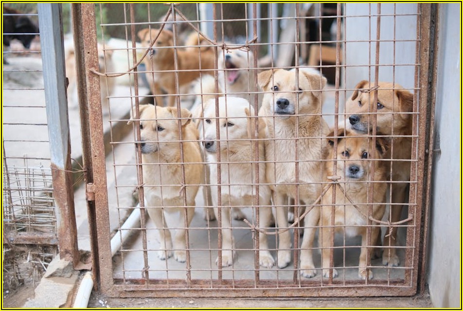양자 입양, 꿈을 현실로 만드는 절차 완벽 가이드