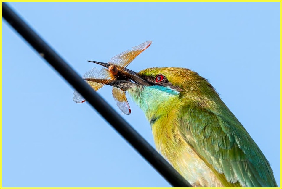 애니메이터, 꿈을 현실로 만드는 직업 탐구