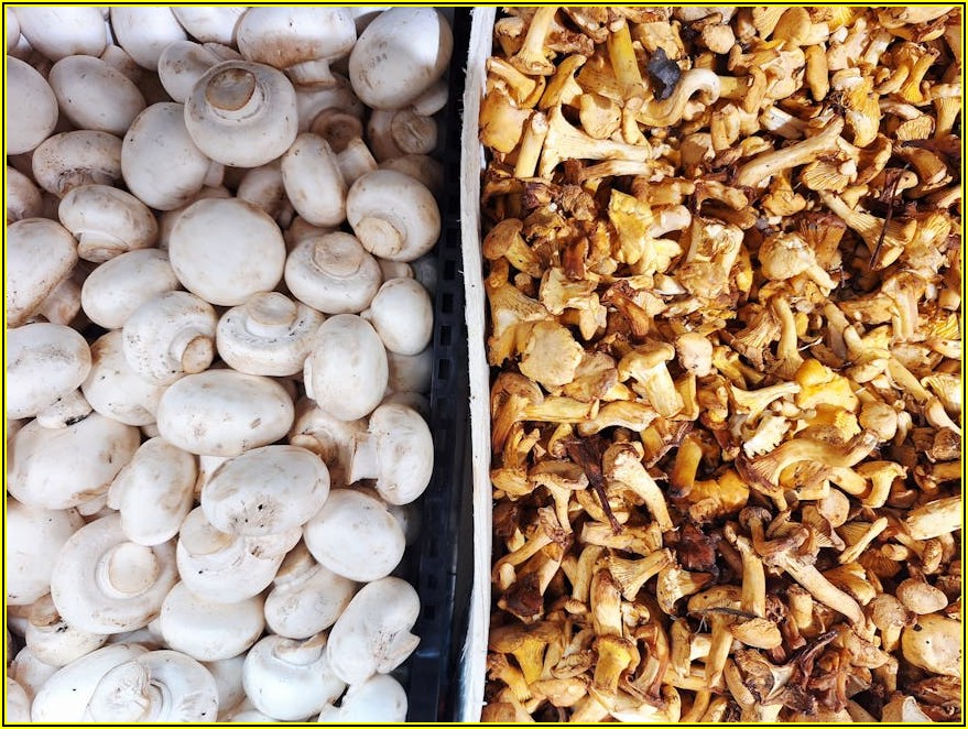 성공적인 농업인을 위한 필수 교육과 자격증 정보